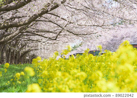 Sakura and Rapeseed Road Ogata Village 89022042