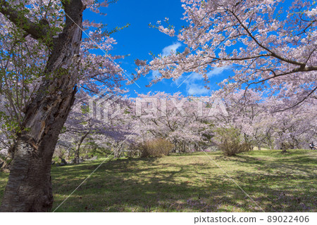 Goshonodai Sakura Akita Prefecture 89022406