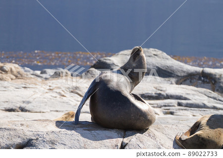 South American sea lion colony on Beagle channel 89022733