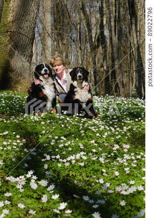 dogs and flowers dogs and flowers 89022796