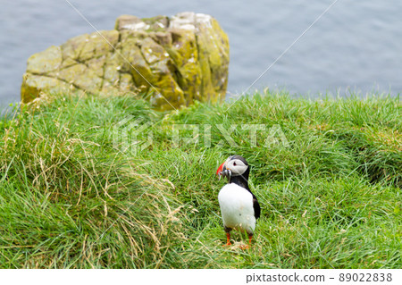 Atlantic puffin from Borgarfjordur fjord, east Iceland 89022838