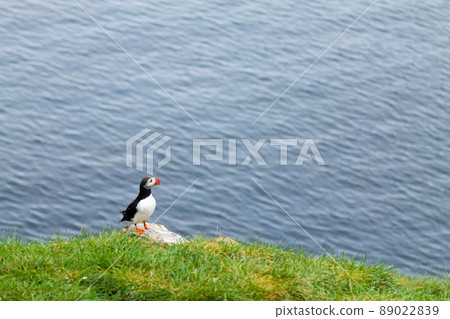 Atlantic puffin from Borgarfjordur fjord, east Iceland 89022839