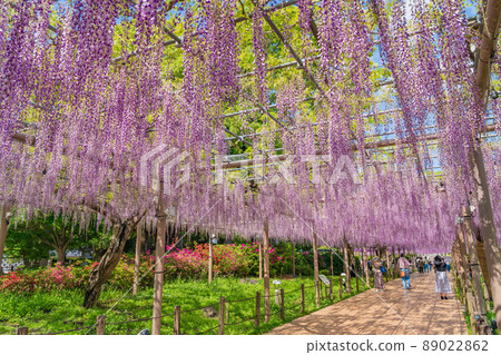 Mandaraji公園，盛開的紫藤<愛知縣港南市> 89022862