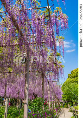 Mandaraji公園,盛開的紫藤<愛知縣港南市> Mandaraji公園,盛開的紫藤<愛知縣港南市> 89022863