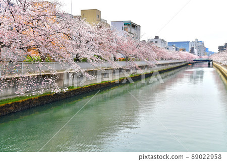 Looking toward Kisaraki Bridge from Kamehisa Bridge / Sendaibori River (Koto-ku, Tokyo) [2022.4] 89022958