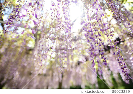 紫藤紫藤 89023229