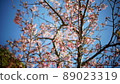  櫻花和藍天 89023319