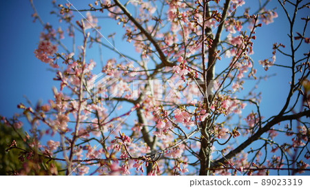  櫻花和藍天 89023319