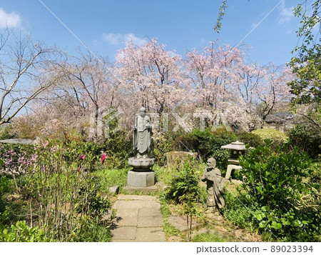 Jokeiji Temple in Spring 89023394