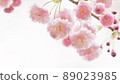 Yae Beni Weeping Cherry Blossom (white background) Yae Beni Weeping Cherry Blossom (white background) 89023985