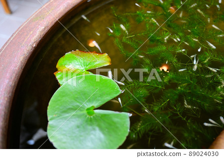 Medaka Medaka 89024030