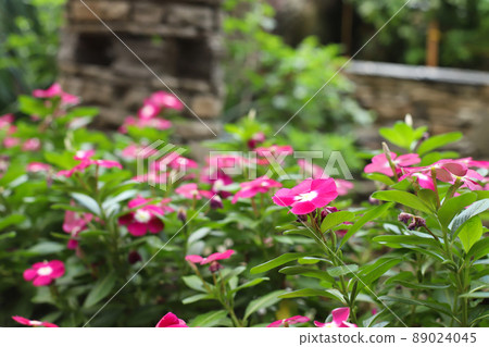 Pink periwinkle or catharanthus a lot. Flower garden, flowerbed. Catharanthus roseus, Madagascar periwinkle, Vinca, Old maid, Cayenne jasmine, Rose periwinkle, Closeup pink small flower Pink periwinkle or catharanthus a lot. Flower garden, flowerbed. Catharanthus roseus, Madagascar periwinkle, Vinca, Old maid, Cayenne jasmine, Rose periwinkle, Closeup pink small flower 89024045