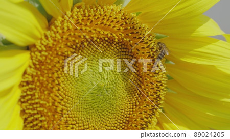 bee collects pollen from sunflower flower. agriculture close-up. insect bee works field sunflower seeds. ripening bud nectar. bee makes sunflower honey. flourishing production growing sunflower seeds. 89024205