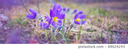 Flower - Pulsatilla patens bloom close up, rendangered flower Flower - Pulsatilla patens bloom close up, rendangered flower 89024243