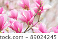 Sarasa Renge in full bloom Sarasa Renge in full bloom 89024245