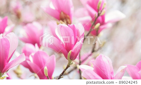 Sarasa Renge 盛開 Sarasa Renge 盛開 89024245