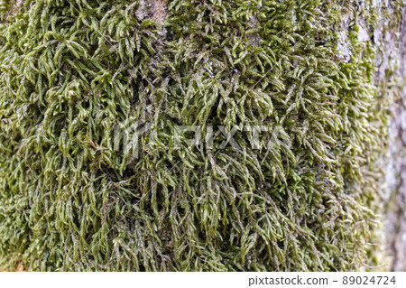 Close up of Moss on tree. Nature life background. Close Up of Tree Bark with Moss 89024724