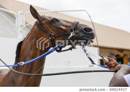 Horse portrait in spray of water. Horse shower at the stable Horse portrait in spray of water. Horse shower at the stable 89024937