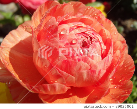 Ranunculus flower close-up 89025001