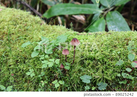 Moss and mushrooms 89025242