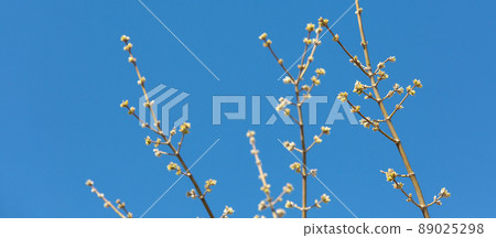 Poplar branches with swollen buds branch against the background of a clear blue sky in the spring day, selective focus. Poplar branches with swollen buds branch against the background of a clear blue sky in the spring day, selective focus. 89025298