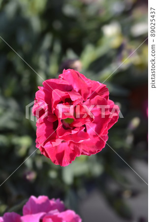 Carnation Early Love Carnation Early Love 89025437
