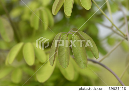 Five-leaf akebia Five-leaf akebia 89025438