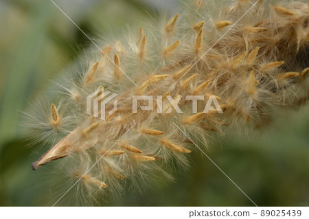 Common oleander 89025439