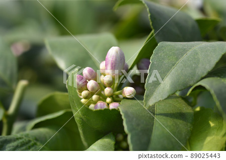 Meyer lemon 89025443