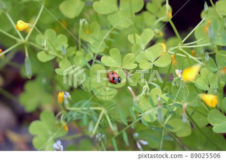 留在酢漿草的瓢蟲 留在酢漿草的瓢蟲 89025506