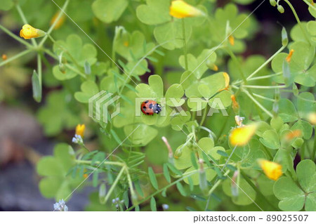 留在酢漿草的瓢蟲 留在酢漿草的瓢蟲 89025507