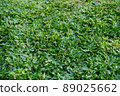 Green grass texture background 89025662