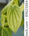 Fresh pepper leaf  plant 89025664