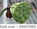 Lotus seed pod close-up on 89025665