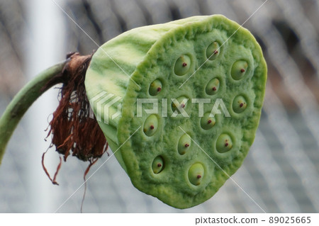 Lotus seed pod close-up on Lotus seed pod close-up on 89025665