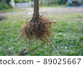 Root System 89025667