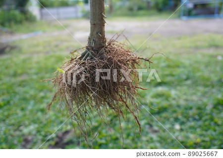 Root System 89025667
