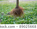 Root System 89025668