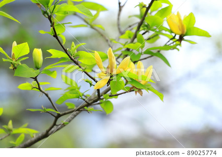 黃花玉蘭花 89025774