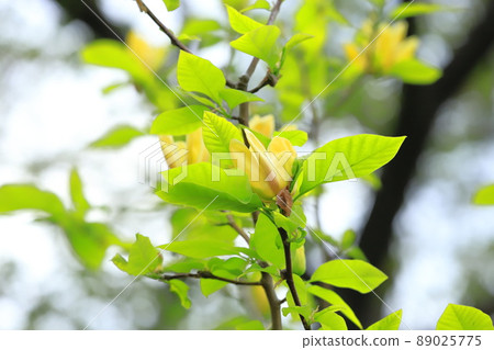 黃花玉蘭花 89025775