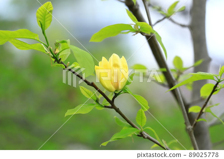 Yellow flower Magnolia flower Yellow flower Magnolia flower 89025778