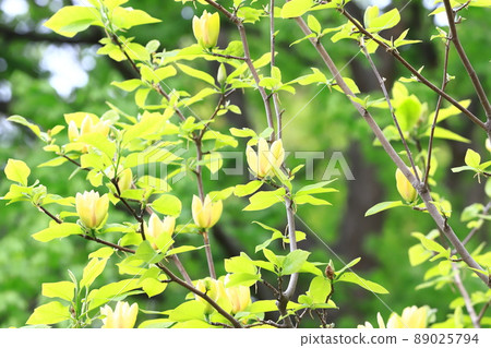 黃花玉蘭花 89025794