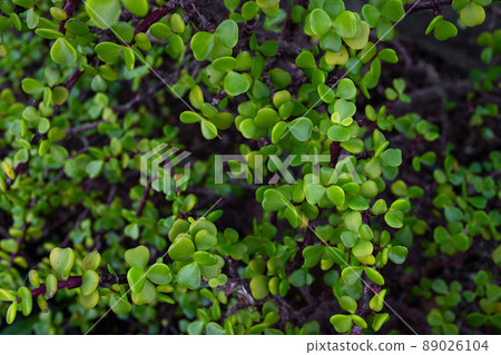 Green leaves background 89026104