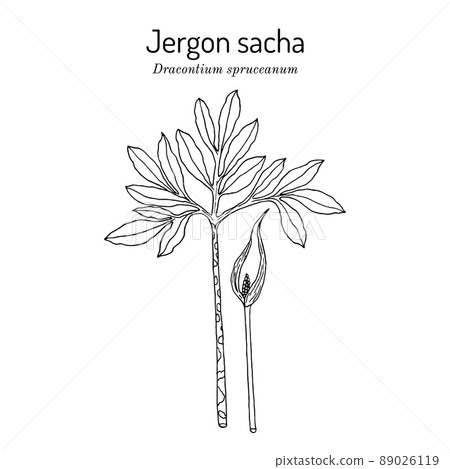 Jergon sacha Dracontium spruceanum , medicinal plant 89026119