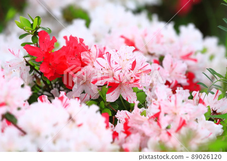 有紅色條紋的紅色和白色杜鵑花 89026120