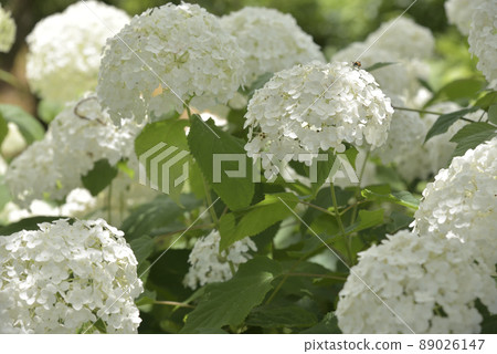 White Hydrangea Eishin-in White Hydrangea Eishin-in 89026147