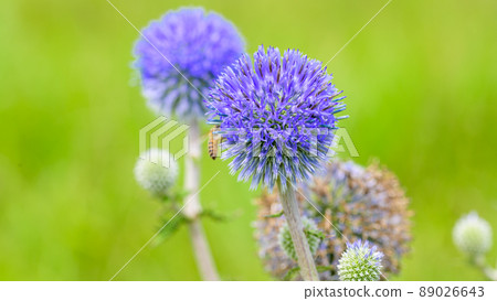 Wild species Higotai flower close-up "Sightseeing spot, Higotai Park" Ubuyama, Aso-gun 89026643