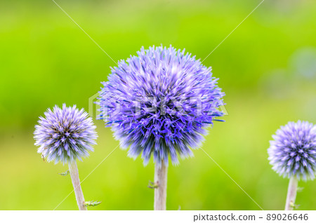 Wild species Higotai flower close-up "Sightseeing spot, Higotai Park" Ubuyama, Aso-gun 89026646