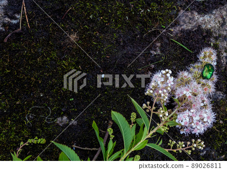 Rose chafer - Cetonia aurata - on flowers of Spirea bumalda 89026811