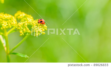 Ladybugs and Ominaeshi flower scenery Higotai Park "Sightseeing spots, alpine plants" Ubuyama, Aso-gun Ladybugs and Ominaeshi flower scenery Higotai Park "Sightseeing spots, alpine plants" Ubuyama, Aso-gun 89026833